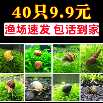 Ornamental snail fresh water snail pet algae snail Malay Black Diamond snail gold killer military hat zebra snail apple snail