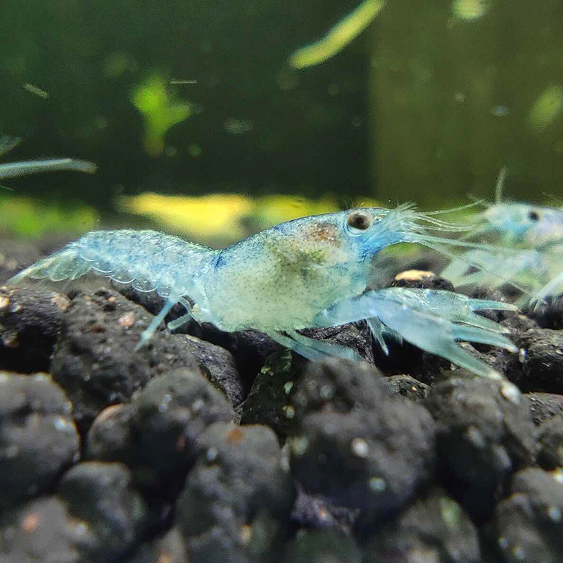 Live Ornamental Shrimp Fry Fresh Water Except Algae Cold Water Small Turtle Shrimps Living Pets Cherry Blossom Shrimp Polar Fire Crystal Shrimp Black Shell Shrimp