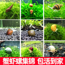 Ornamental snails Live grass tanks Eat algae removal tools Snails Abalone snails Fish tank cleaning snails Mysterious snails Onion snails Apple snails