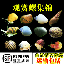 Ornamental Snail Freshwater Snail Pet Algae Snail Malay Black Diamond Snail Golden Killer Army Cap Zebra Snail Apple Snail