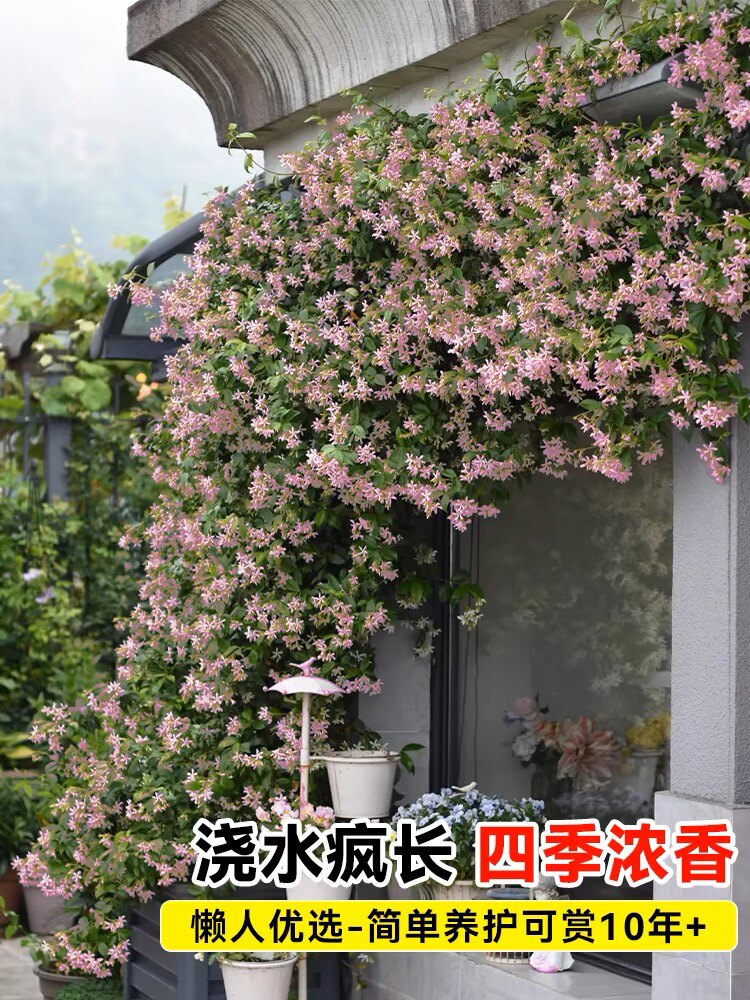 许墨家的花园