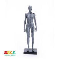 Art sketching simulation female human skeleton full body muscle structure still life drawing teaching model RTSM106
