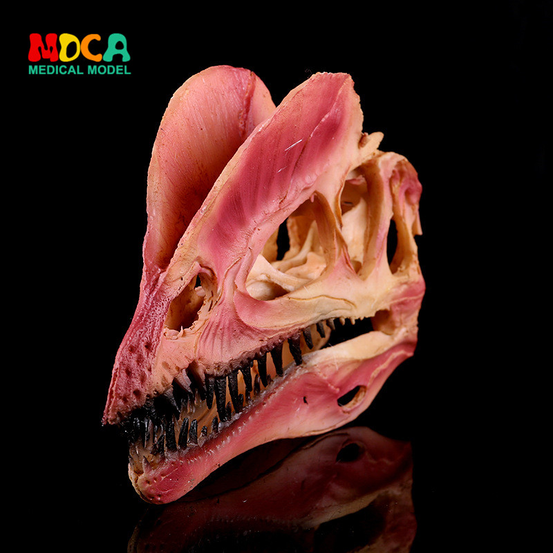 Dinosaur skull exhibition with model home furnished red double crown dragon resin skull KLGT022