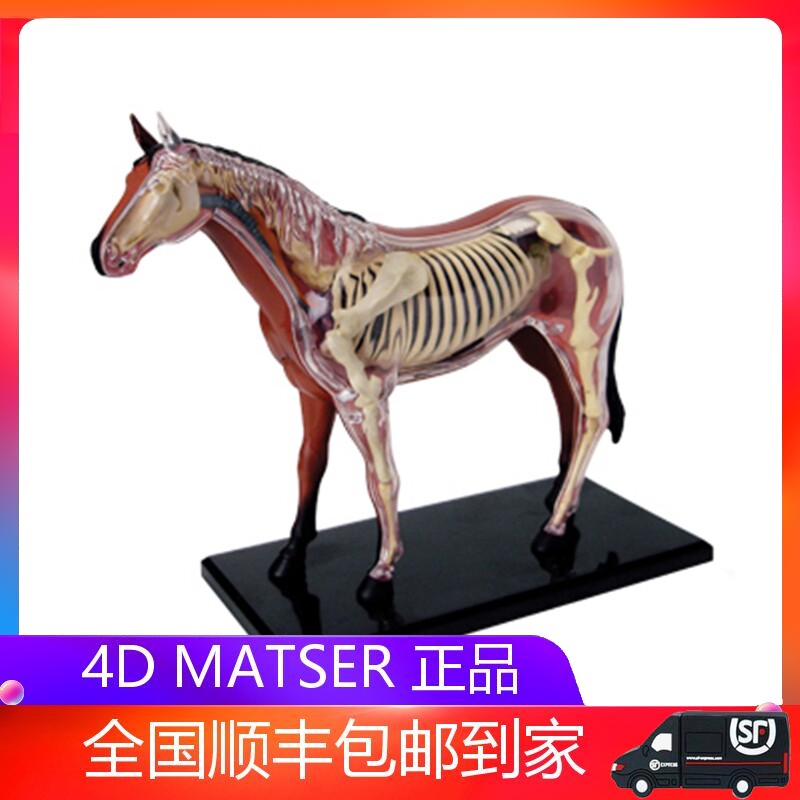 4D MASTER Puzzle Assembly Toy Simulation Animal Bio Horse Organ Anatomical Medical Use Teaching Model