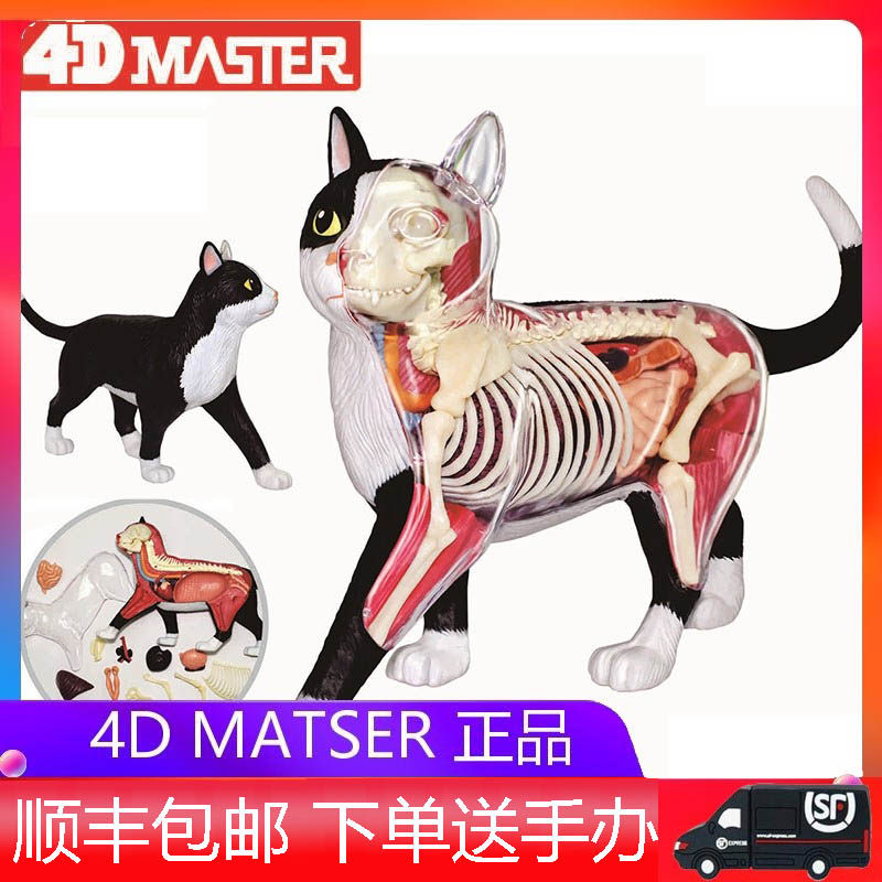 4D Master animal black and white orange cat toy hand assembled organ anatomy model gift ornaments