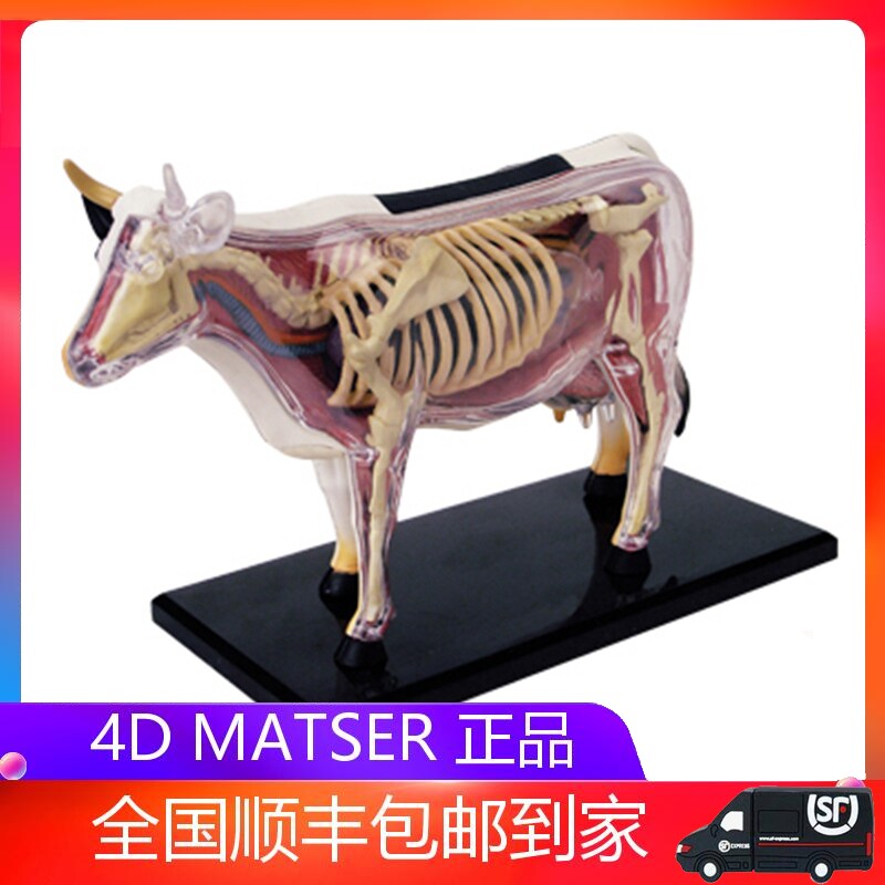 4D MASTER Puzzle Assembly Toy Simulation Animal Bio Dairy Cow Organ Anatomical Medical Use Teaching Model