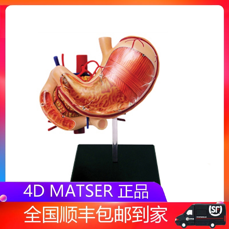 4D MASTER Puzzle Assembly Toy Human Stomach Department Organ Anatomical Model Medical Teaching DIY Kop Appliance