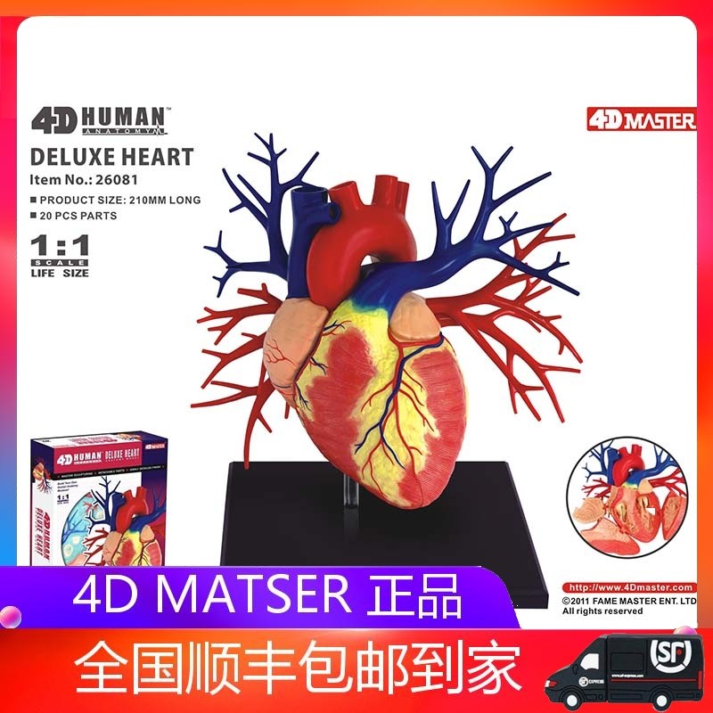 4D MASTER 1:1 Large heart organ anatomy model medical teaching puzzle dismantling toy