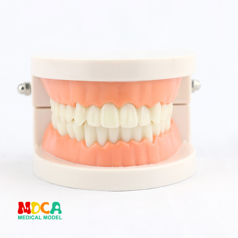 Dental Model Full Model Oral Beauty Anatomy Dental Children Early Training Demonstration Demonstration Dental Brushing Teaching Tools