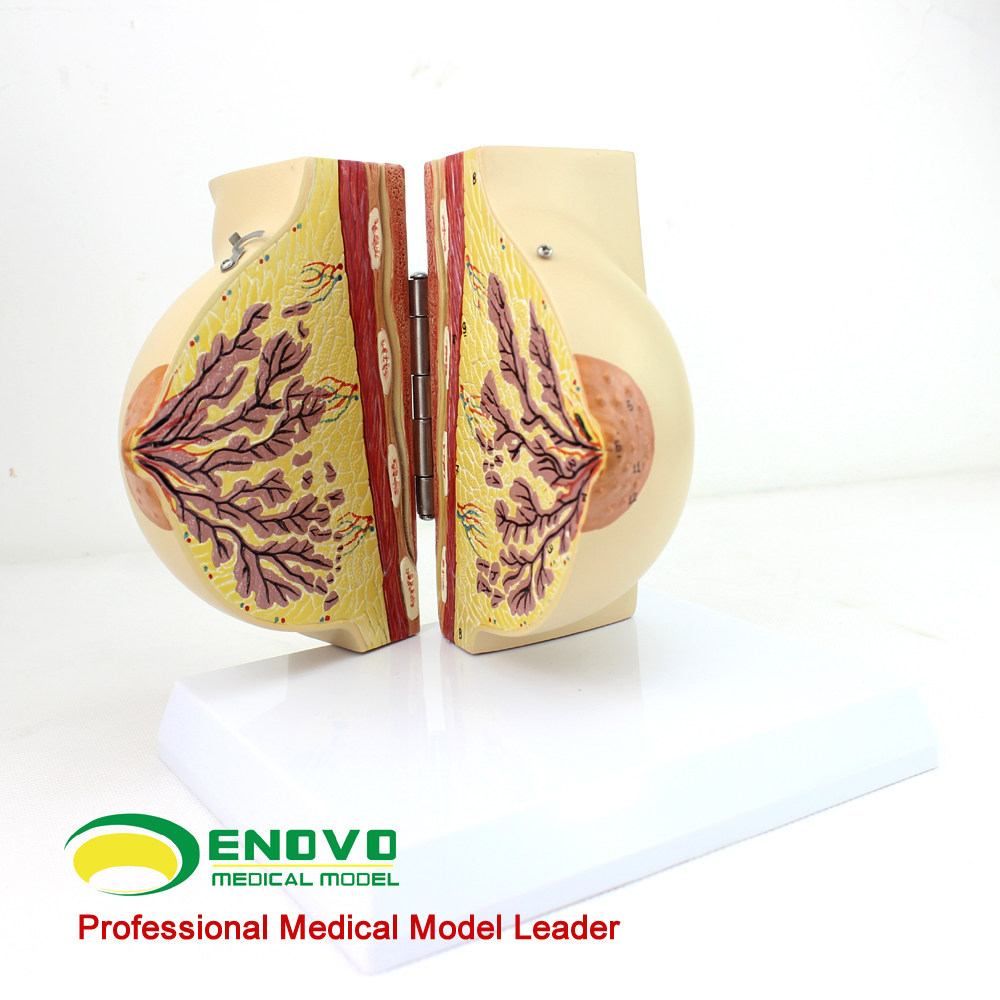 ENOVO Summer Medical Female Static Breast Model Breast Anatomy Breast Anatomy Breast Anatomy Obstetrics and Gynecology Gynecology