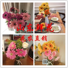 Цветы 山东鲜花基地弗朗鲜切花扶郎一扎20支非洲菊家用水养速递插花办公