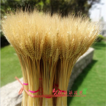 Wheat Ears Dry Flowers Pure Natural Decoration Floral Simulation Dried Flowers Fake Flowers Shoot Small Props Dried Flowers Wheat Wholesale
