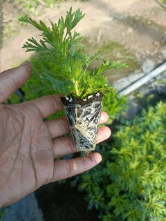 Margaret flower seedlings clonal perennial flowers flowering machine 28 yuan