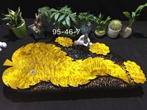 Golden camphor solid wood tea tray Jinsi Nan Wood root carving tea tray log whole piece kung fu tea art tea sea full of durian 1109