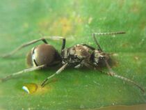 Ant Little Dime Dorsal Dorsal ant Polyrhachis illaudata pet Ant living
