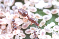 Ant Love Chinese Little Family Colony Monomorium Chineense Pet Ant Living