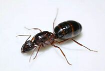 Camponotus turkstanicus the Turk-backed ant is a species of ant in the genus Camponotus
