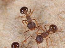 Ant-small two-double-needle-breasted-chested leaf ant Phoptromyrmex pungens Mayr