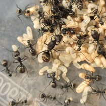 Ant Love Barry Bowback ant Pet ant Ant live photography insect