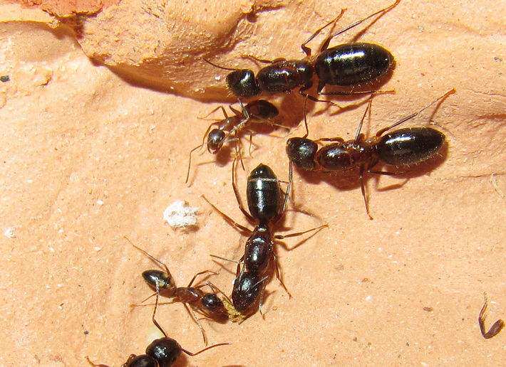 Ant Small Two Yellow Spotted Arch Back Ant Pet Ant Living Photographic Insect