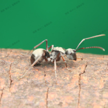 Side polyprophic antes Polyrhachis latona pet ants live