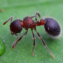 Ant love bicolor shield chest cut leaf ant Ant home workshop Popular science photography Live pet