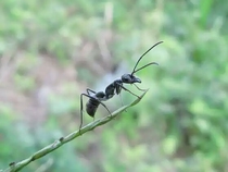 Ant love Poly double Thorn spiny ant ant Diacamma rugosun Ant Workshop science photography live pet