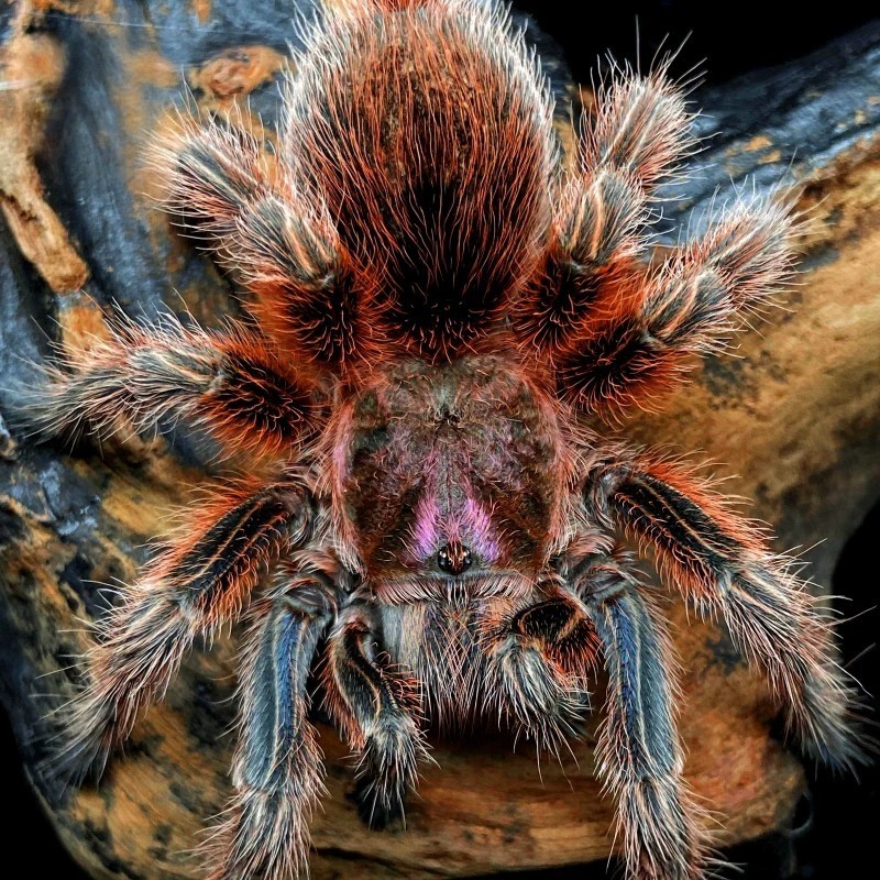 宠物蜘蛛新手必备！智利火玫瑰足展2.5-5cm，温顺可爱，爬行食鸟蛛超萌