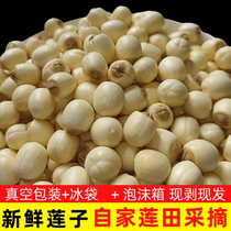 2024 New Lotus Seeds Hand-shelled and Peeled Fresh Lotus Guangchang White Lotus Freshly Picked and Cored