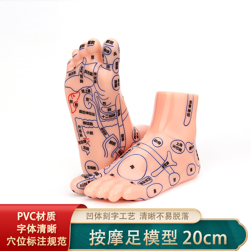 足部穴位模型高清足底穴位反射区按摩器足疗点穴棒脚推拿保健养生