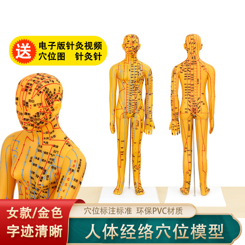 铜色人体穴位模型人体经络模型人体穴位模型女模型送图