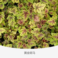 Квасцы корень одеяла в цветах 120#