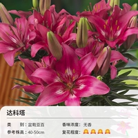 Априт из горшка (14-16 см) 3 шариковая одежда