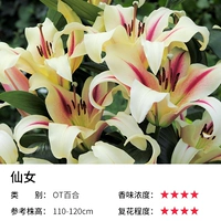 OT Lily Fairy (18-20 см) 3 гола