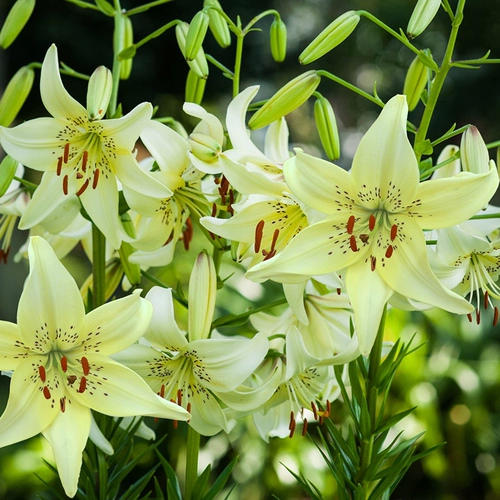 Лили Гилл Радуга Радуга радуга голландцы импортированные тяжелые духовые парфюмеры семян семян цветочных семя