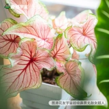 Красочный Белый Любовник Красочный Таро Горшечное растение Комнатное зеленое растение Розовый Всплеск Балкон Рабочий стол Интернет Знаменитость Горячее растение Возлюбленная