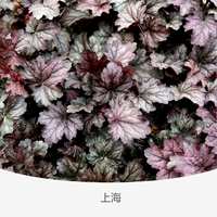 Квасцы корень Шанхай 120#