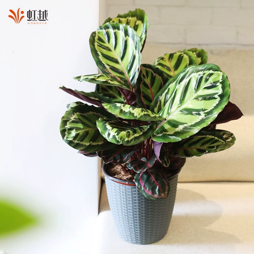 Зеленое красочное красивое зеленое яблоко Радуга Павлин Аррорут Горшечные растения Гостиная Зеленые растения Крытый балкон Офис Горшечные растения