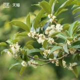 Красочное четырехсезонное дерево османтуса в горшке на балконе, террасе, в саду, посадка на земле, саженцы цветочных растений, цветущие 𫔭Цветы ароматные.