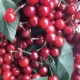 [Мелкие плоды, высокая сладость] Вишня «Красная Сакура» 1 галлон