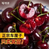 虹越 Большие саженцы вишни. Плодовые деревья вишни в горшках и саженцы фруктовых деревьев посажены на севере и юге облачно-красными четырехсезонными балконными персиками.