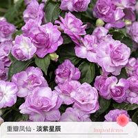 Стоматологический лепесток Фенгсиан Данци Звезда 120#