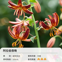 Садовая лилия арабская ночь (14-16 см) 3 Шаровая одежда