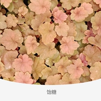 Корень выпускника 12 сахар 120#