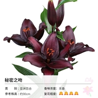 Поцелуй байче (14-16 см) 3 шариковая одежда