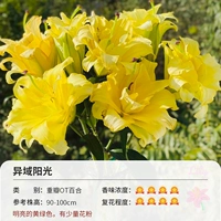 [Super Welfare] Стоматологическая экзотическая солнечный свет (18-20 см) 3 гола