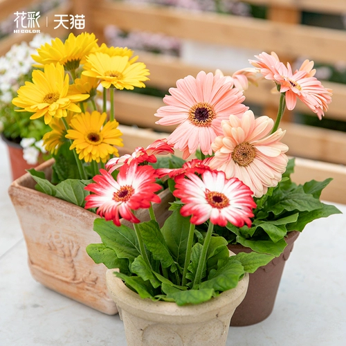 Цветочные цветочные высококачественные саженцы Гербера горлочные растительные растения.