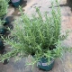 ⭐⭐【Специальное предложение июня, хорошая рассада】Розмарин прямостоячий 1 галлон (включая высоту горшка около 45см)