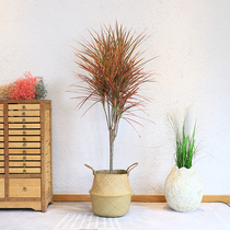 Millennium Wood Hongyue green plant indoor plants Nordic style home soft decoration home Net red plant Tiger pilan