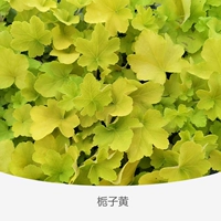 Квасцы корень Gardenia 120#